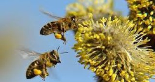 Апел към фермерите в Добричко за опазване на пчелите от отравяне