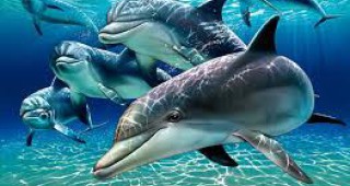 По цялото Южно Черноморие делфини разкъсват рибарски мрежи и изяждат улова