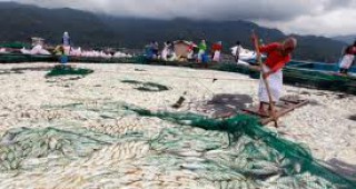 Филипините затрупани под планини от умряла риба