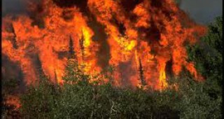 Над 130 нови горски пожара са възникнали на територията на Русия през изминалото денонощие