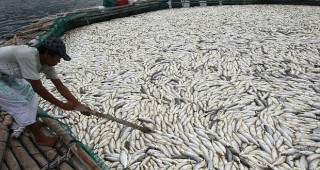 800 тона риба гният в развъдници във Филипините