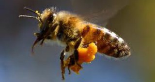 Разпоредиха мерки за опазване на пчелите в Силистренско