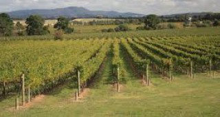Удължен е приемът за единни заявления по мерките от Националната програма за подпомагане на лозаро-винарския сектор