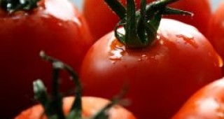 През октомври доматите са поскъпнали с 50%