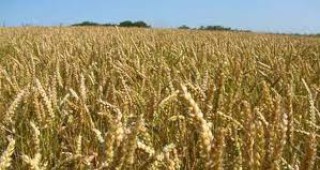 Зърнената реколта на Русия може да достигне 85 милиона тона