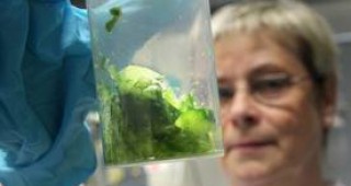 Германските лаборатории вече използват нов тест за откриване на смъртоносната бактерия ЕХЕК