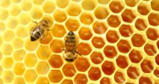 Пчеларите получиха субсидиите си за кампания 2010