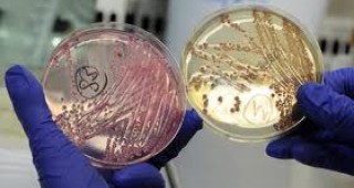 Експерти от университетската клиника в Хамбург успяха да установят щама на бактерията ешерихия коли