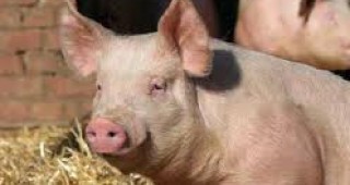 Литва забрани вноса и износа на живи свине