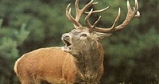 Първанов пусна скандалния закон за лова