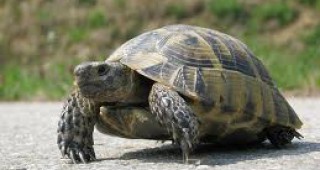 9 сухоземни костенурки бяха спасени от плен