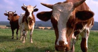 Светла Бъчварова: Евросубсидиите за брой селскостопански животни ще тръгнат от 2009 г.