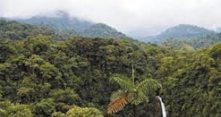 Гъстотата на горите в световен мащаб се повишава, сочи доклад