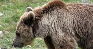 57 електрически огради за превенция на нападения от мечки ще бъдат раздадени на животновъди и пчелари в Смолянско