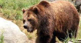 Повече от 20 кошера са били разрушени от мечка край кюстендилското село Жеравино