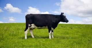 Китайски учени създадоха ГМО крави, произвеждащи човешко мляко