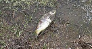 Намериха умряла риба в река Мъти вир