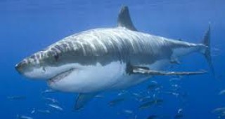 Природолюбители разбиват митовете за белите акули