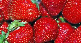 Руските власти опровергаха информацията, че са изтеглени от продажба ягоди от ЕС