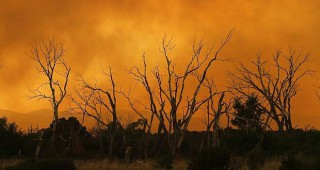Горските пожари в Аризона унищожиха над 157 000 хектара растителност