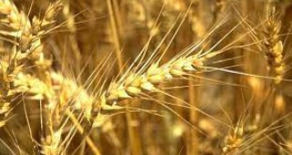Министерството на селското стопанство на Русия очаква реколта от 85 милиона тона зърно