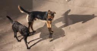 Кастрират бездомните кучета в Русе по нов метод