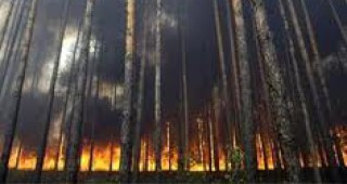 Повече от 35 хил. хектара гори горят в Сибир