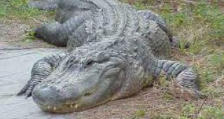 До 3-годишна възраст малките алигатори са застрашени от изяждане
