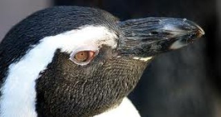 Южноафрикански пингвини пристигат в столичния зоопарк