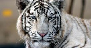 Специална служба в Бангладеш ще пази от бракониери застрашения бенгалски тигър