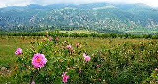 Розопроизводители: Световноизвестната българска маслодайна роза е на път да загине