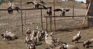 25 белоглави лешояда идват от Испания в село Ракитна