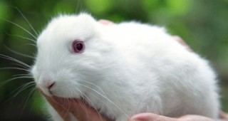 Заек без уши се роди във Фукушима