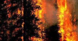 Горският пожар в Аризона вече е най-опустошителният в историята на щата