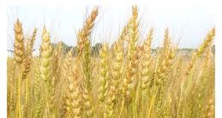 70% от посевите с пшеница у нас са заети със сортове на ДЗИ – Ген. Тошево