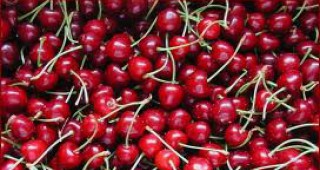 80 ст. за кг набран плод ще бъде цената на черешите в кюстендилското село Коняво