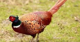 Дръзка кражба на редки птици е извършена от благоевградския зоопарк