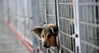 Започва изграждането на кучешки приют в община Димитровград