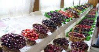 Над 70 сорта череши ще бъдат представени на празника в Кюстендил