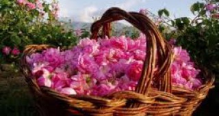 Изкупната цена на розовия цвят в Пазарджишко достигна до 1.80 лева за килограм
