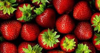 300 декара с ягоди има в девинското село Осиково
