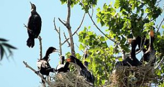 WWF организира експедиция за наблюдение на застрашените птичи колонии в крайречните влажни зони по река Дунав