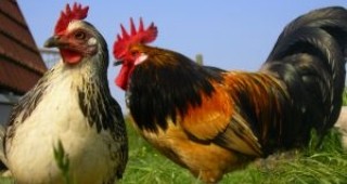 Спешни мерки срещу птичи грип обсъждат в Шумен
