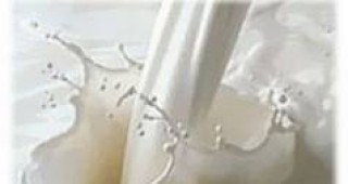 Цената на кравето мляко в Пазарджишко драстично падна