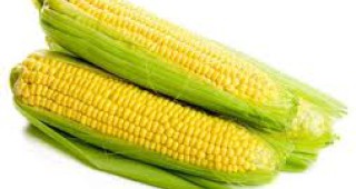 През следващата пазарна година глобалното потребление на царевица ще се увеличи с 3%