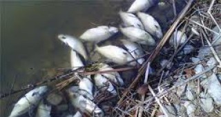 Замърсяването на река Бяла е причинено от неизвестен химикал