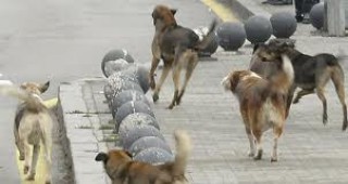 Кметът на Шумен ще бъде санкциониран с 1000 лв. заради бездомните кучета