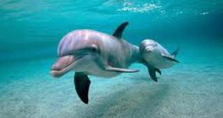 Между 1 млн. и 2 млн. е достигнал броят на делфините в Черно море