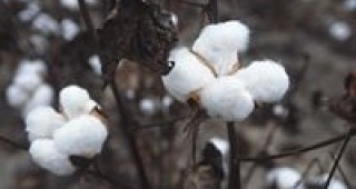 Узбекистан поема нов курс от памук към храни