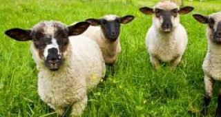 Средната месечна заплата на овчарите в Смолянско е от 500 до 1000 лв.